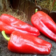 Перец Супер-Слон F1