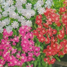 Смолевка Сияние звезд смесь