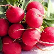 Редис Снегирек