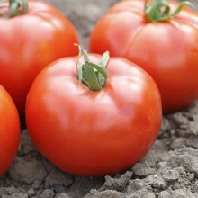 Томат Снеговик F1