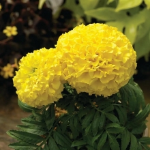 Бархатцы Солнечные Гиганты Золотые