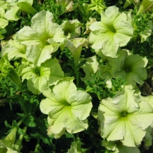 Петуния Софистика F1 Лайм Грин