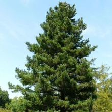 Сосна Джульетта румелийская (большой пакет)