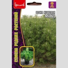 Сосна Муугус кустовая  (большой пакет)