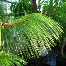 Сосна Мариелена мексиканская (большой пакет)