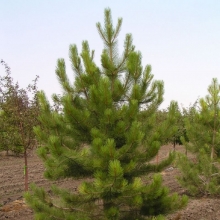 Сосна Одэтта желтая (большой пакет)