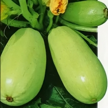 Кабачок Сосновский