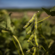 Соя Дельта 0,5 кг (большой пакет)