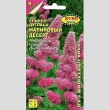 Спирея Малиновый десерт (Дугласа)