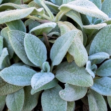 Стахис Серебристый ковёр