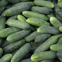 Огурец Стандарт F1 2020