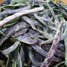 Фасоль Станичная