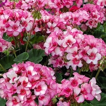 Пеларгония Стар Рейн F1