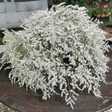 Статица Серебристо-Белая татарская (большой пакет)