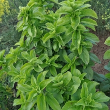 Стевия Услада