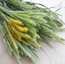 Сухоцветы Злаковые