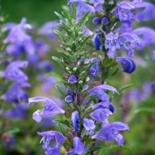 Змееголовник Султан