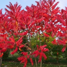 Сумах уксусный (большой пакет)