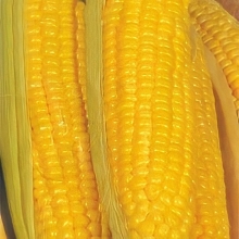 Кукуруза Супер Супер Сладкая F1