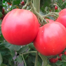 Томат Суперклуша