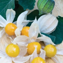 Физалис Сюрприз (изюмный)