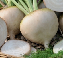 Свекла Полярная звезда