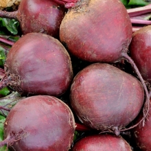 Свёкла Двусемянная ТСХА