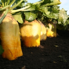 Свекла Золотые Гиганты (кормовая)