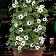 Тунбергия Сюзи F1 Вайт