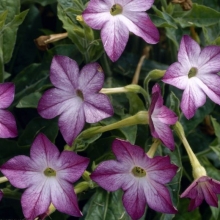 Табак Лилово-белый душистый