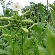 Табак Молдавский 456 (курительный)