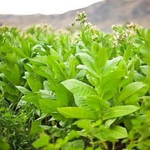 Табак Гавана курительный розовоцветковый