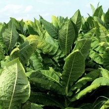 Табак Maryland курительный (большой пакет)