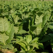 Табак Самосад (курительный)