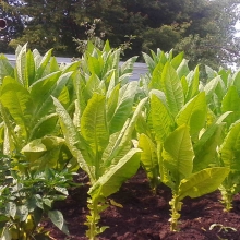 Табак Юбилейный новый 142 курительный