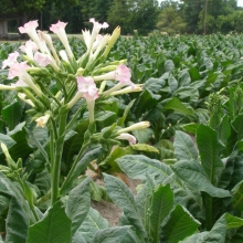 Табак Вирджиния курительный