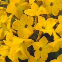 Табак Желтый душистый (крылатый)