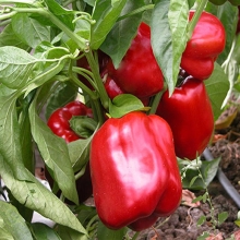 Перец Тарквино F1