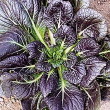 Капуста Татсой красная