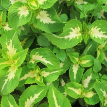 Колеус Тэррено лимонный