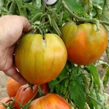 Томат Тещина любовь