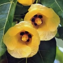 Теспезия Суматра