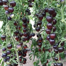 Томат Черная Галактика (ШокоЛандия)