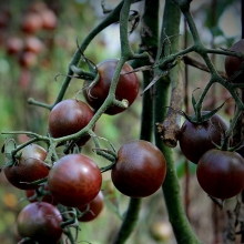 Томат Черное Кружево