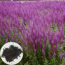 Чиа - Испанский Шалфей (большой пакет)