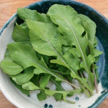 Индау Чудесница (руккола)