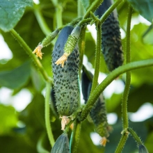 Огурец Тибурон F1