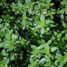 Тимьян Лимонный