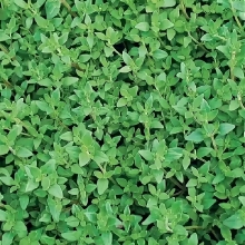 Тимьян Змейка овощной