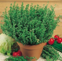Тимьян Пикантный